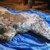 decouverte rhinoceros laineux bien conserve siberie