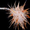 decouverte trois nouvelles especes eponges carnivores ocean