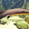 dipneuste australien plus grand genome tous les animaux sequences