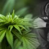 etude long terme revele mefaits cannabis