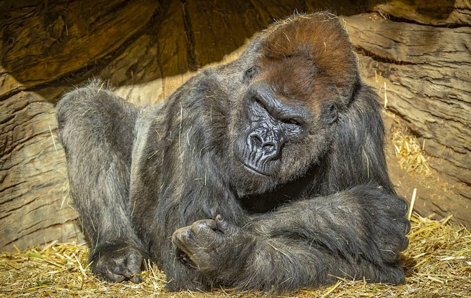 gorilles zoo san diego testes positifs coronavirus