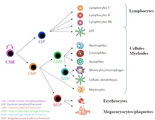 graphique cellules myeloides
