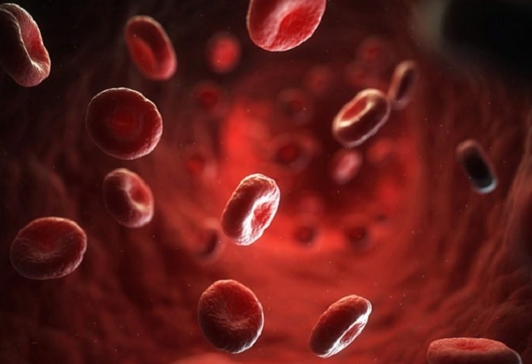 hemoglobine provient gene unique transmis animaux ancetre commun