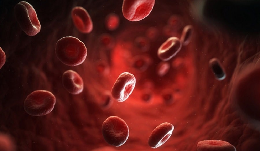 hemoglobine provient gene unique transmis animaux ancetre commun