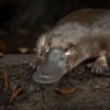 ornithorynques genes oiseaux reptiles mammiferes
