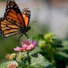 populations insectes declinent rapidement travers monde