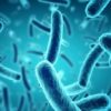 pour bacteries aussi heure importante