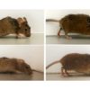 proteine synthetique permet souris paralysees marcher nouveau