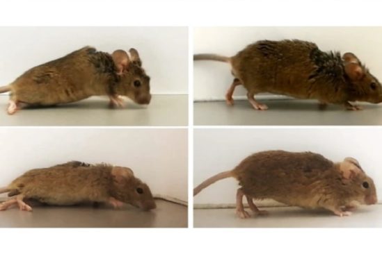 proteine synthetique permet souris paralysees marcher nouveau