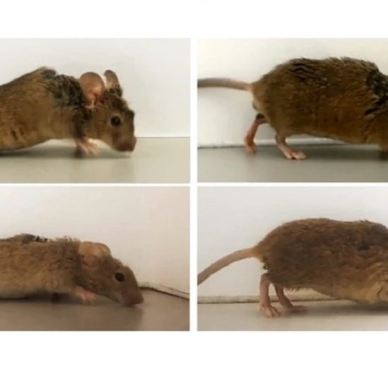 proteine synthetique permet souris paralysees marcher nouveau