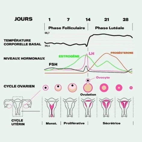 À Propos Du Cycle Menstruel