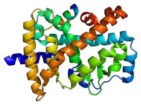 structure proteine rorb