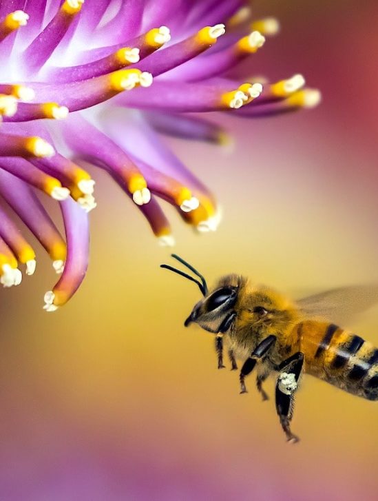un quart especes abeilles connues disparu en 30 ans
