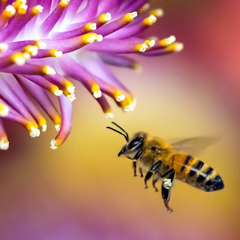 un quart especes abeilles connues disparu en 30 ans