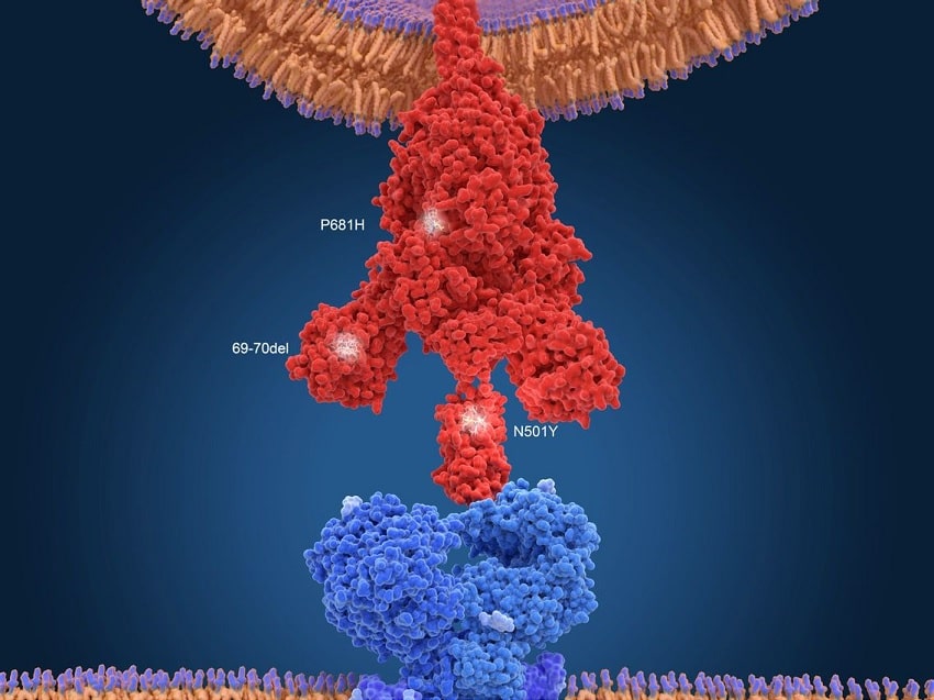 variant coronavirus mutation proteine pointe