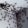 australie-conditions-meteo-declenchent-infestations-araignees