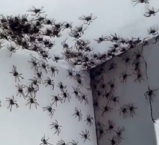 australie-conditions-meteo-declenchent-infestations-araignees