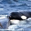 baleine a bosse survit attaque orques 4 heures