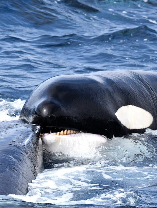 baleine a bosse survit attaque orques 4 heures