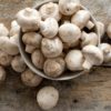 champignons constituent importante source nutriments essentiels