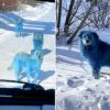 chiens pelage bleu decouverts pres usine chimique abandonnee