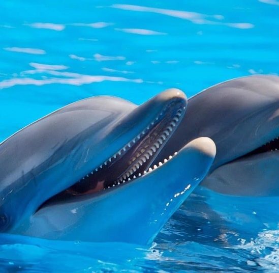 dauphins possedent traits personnalite similaires humains