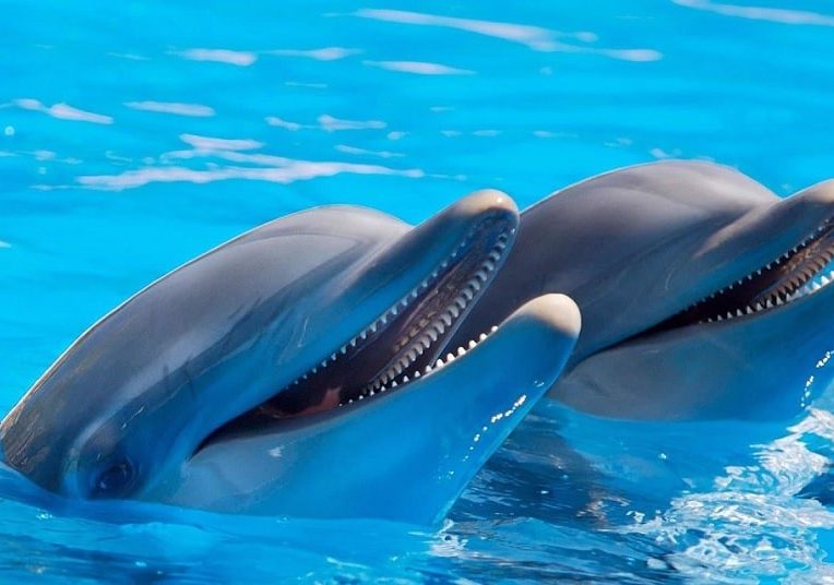 dauphins possedent traits personnalite similaires humains