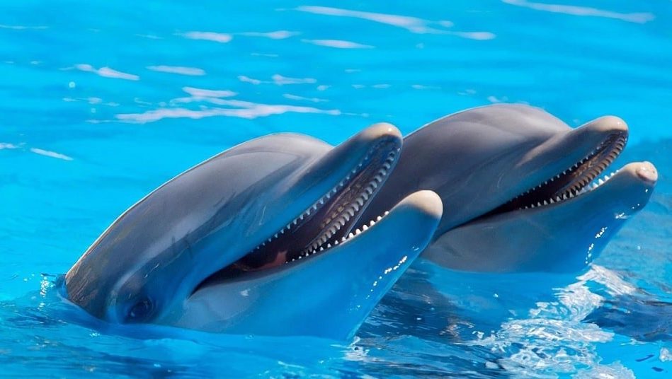 dauphins possedent traits personnalite similaires humains