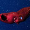 fossile redecouvert calmar vampire 30 millions annees
