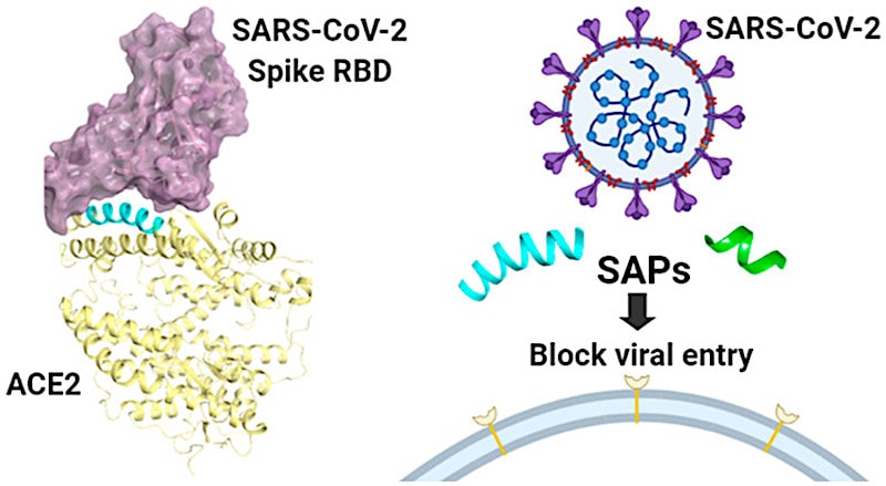 illustration peptide sap duper sars-cov-2