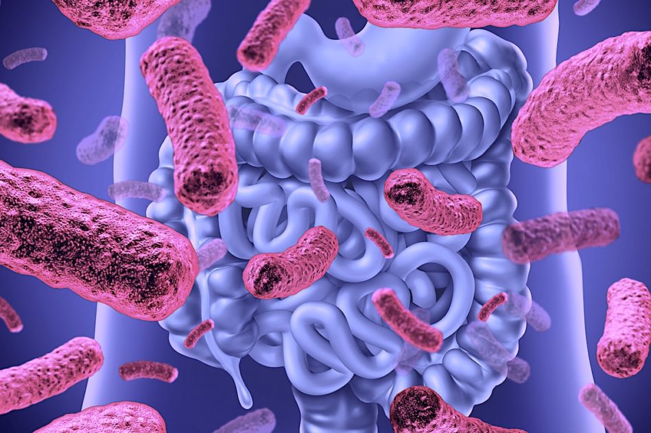 microbiote intestinal lie vieillissement bonne sante et a longevite