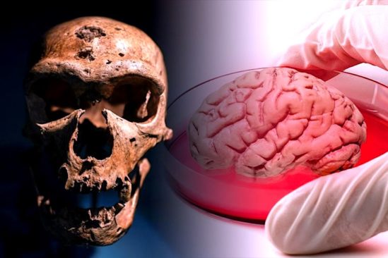 mini cerveaux neandertaliens crees laboratoire avec crispr