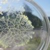 moisissure unicellulaire sans systeme nerveux capable stocker souvenirs couv