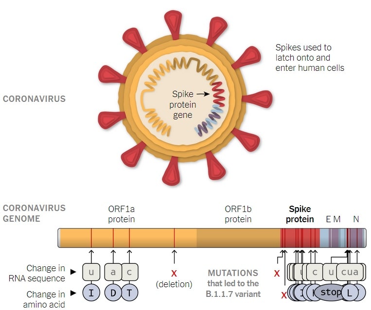mutations variante coronavirus