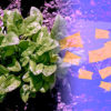 plants epinards envoient mails detection explosifs