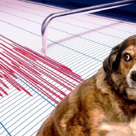 animaux peuvent ils predire seismes