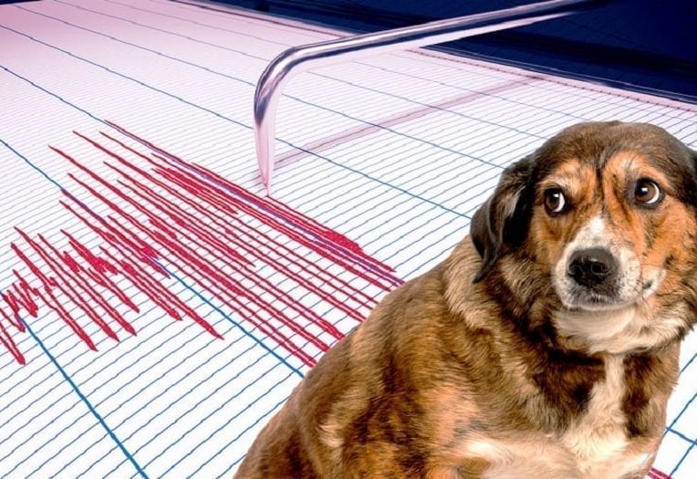 animaux peuvent ils predire seismes