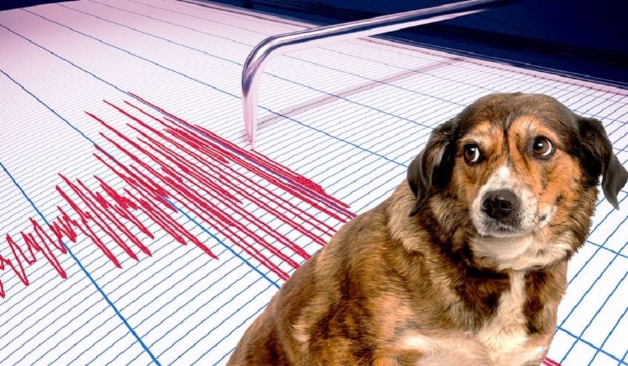 animaux peuvent ils predire seismes