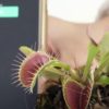 biologistes developpent dispositif communication vegetale