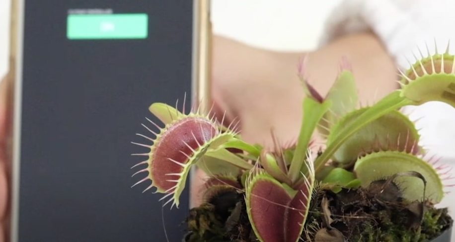 biologistes developpent dispositif communication vegetale