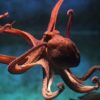 cephalopodes pourraient etre apparus 30 millions annees plus tot