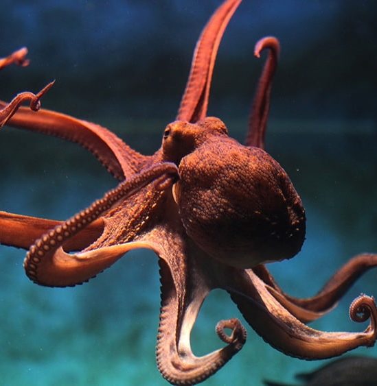 cephalopodes pourraient etre apparus 30 millions annees plus tot