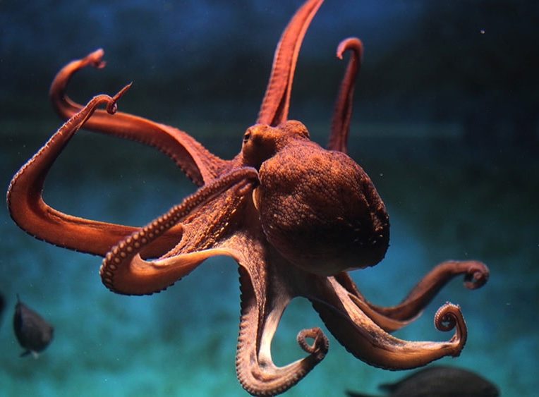 cephalopodes pourraient etre apparus 30 millions annees plus tot