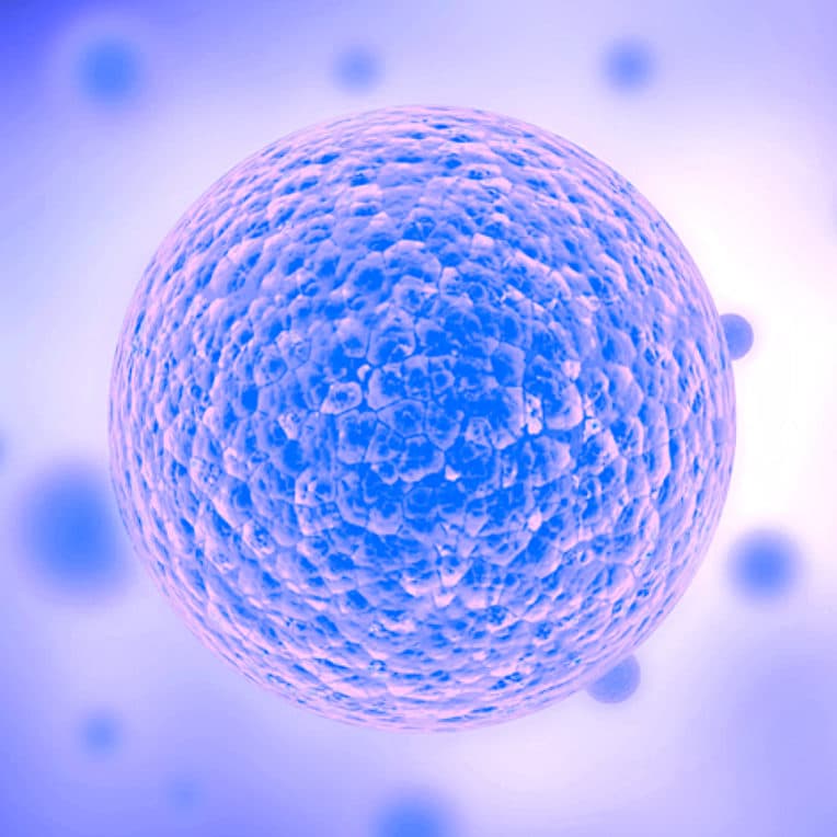 chercheurs creent cellule synthetique simple qui croit divise comme cellule naturelle