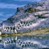 chercheurs decouvrent-mysterieuse loi universelle nature qui code forme dents griffes cornes