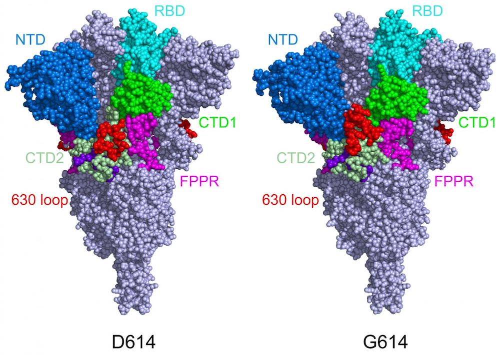 comparaison proteines spike coronavirus original variants
