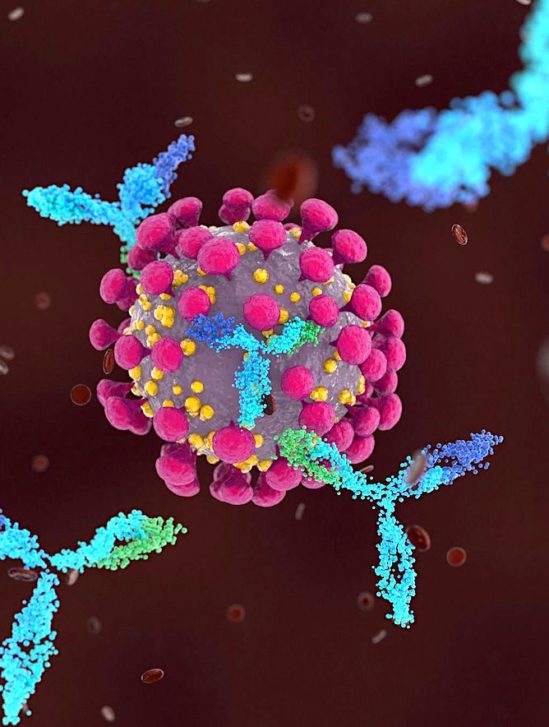 covid anticorps neutralisants pourraient persister plusieurs decennies apres linfection