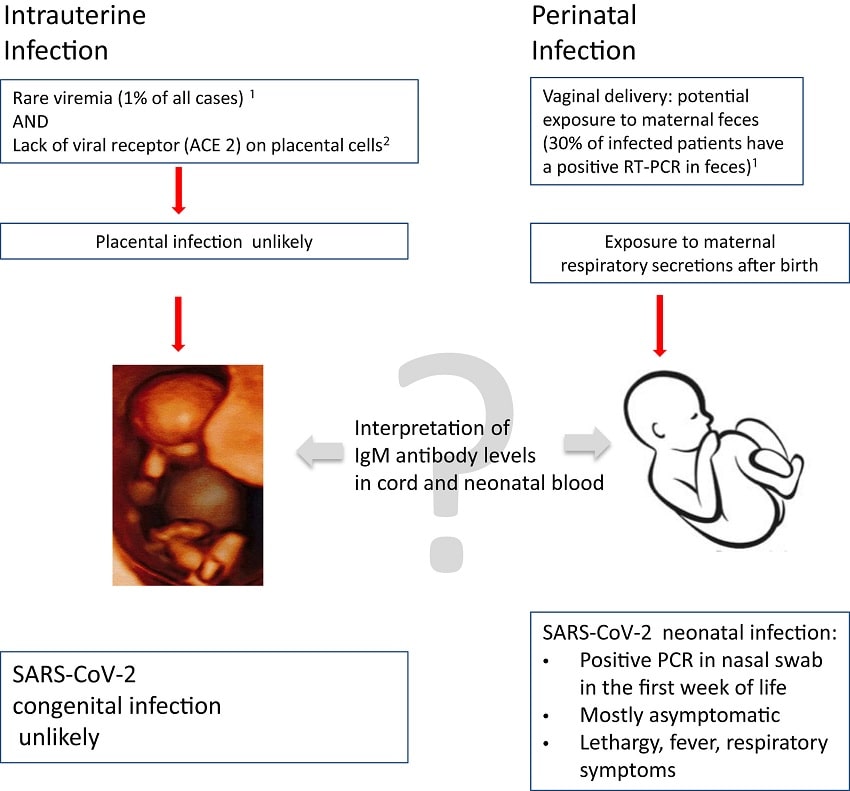 covid infection intrauterine perinatale