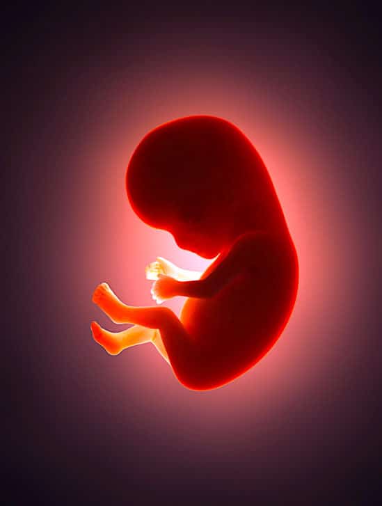 embryons inversent-vieillissement pour devenir plus jeunes qu a leur creation
