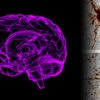 etude montre certains genes reprennent vie dans cerveau apres mort